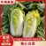 黄心白菜湖南黄心白菜现砍现发可视频看货欢迎来电