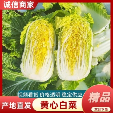 【实力供货】常德白菜黄心白菜万亩基地持续供应量大从优