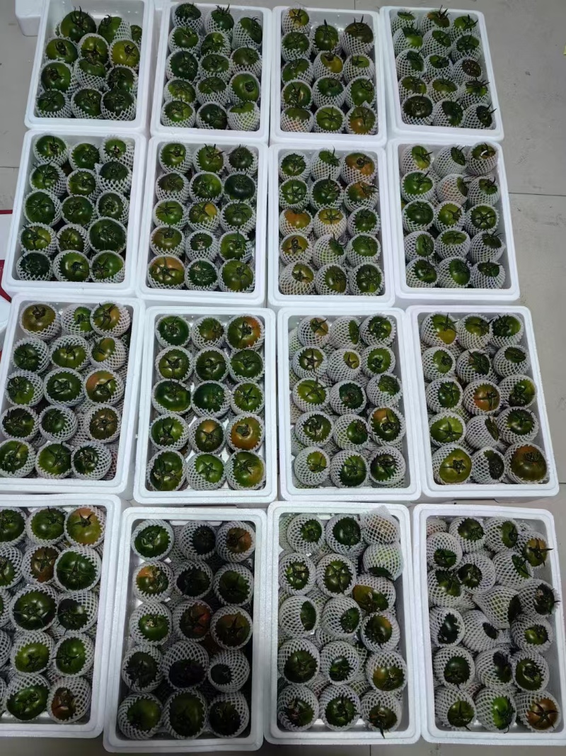 盘锦碱地柿子基地供应量大质优价格优惠一手货源