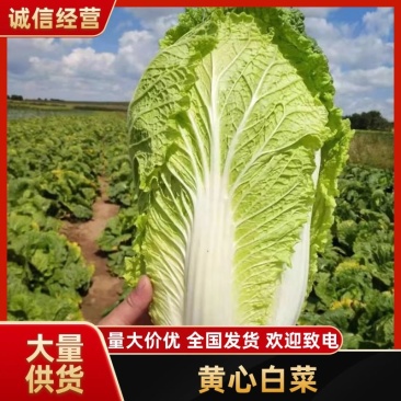 常德黄心白菜湖南白菜产地直发对接市场电商商超