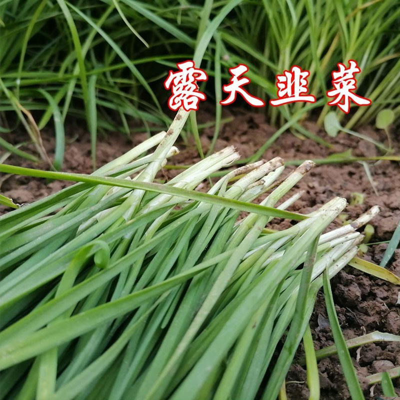 太空绿秀韭菜种子一代杂交不休眠久菜种籽速生抗病高产宽叶