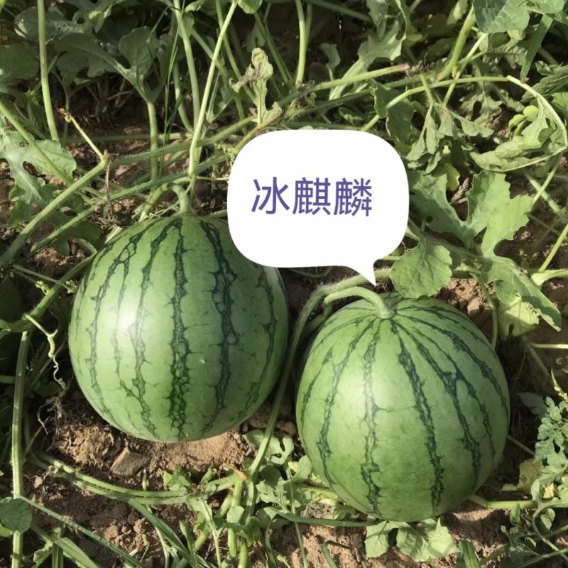 冰麒麟礼品西瓜种子早熟薄皮绿皮黄瓤细嫩爽口