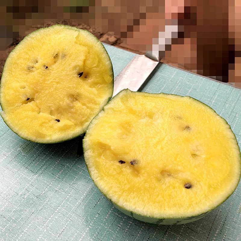 冰麒麟礼品西瓜种子早熟薄皮绿皮黄瓤细嫩爽口