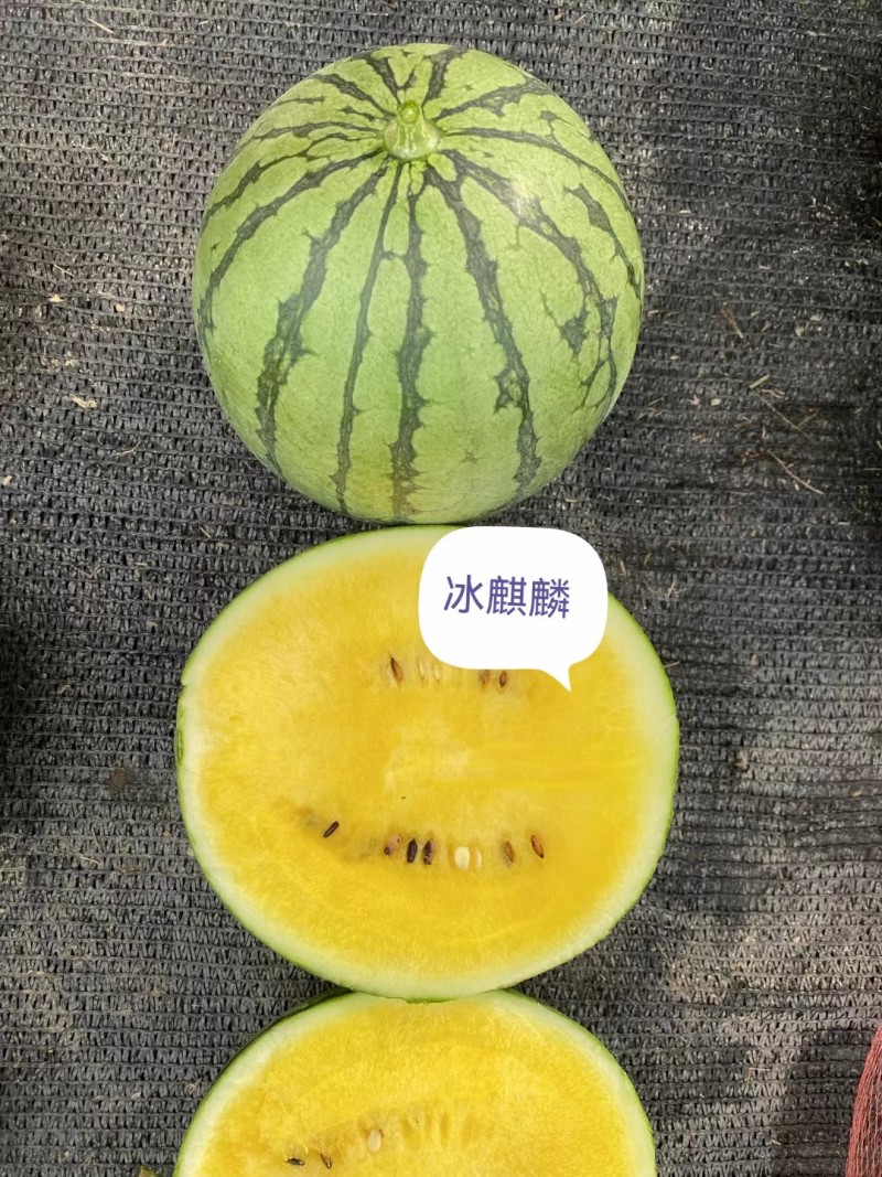 冰麒麟礼品西瓜种子早熟薄皮绿皮黄瓤细嫩爽口