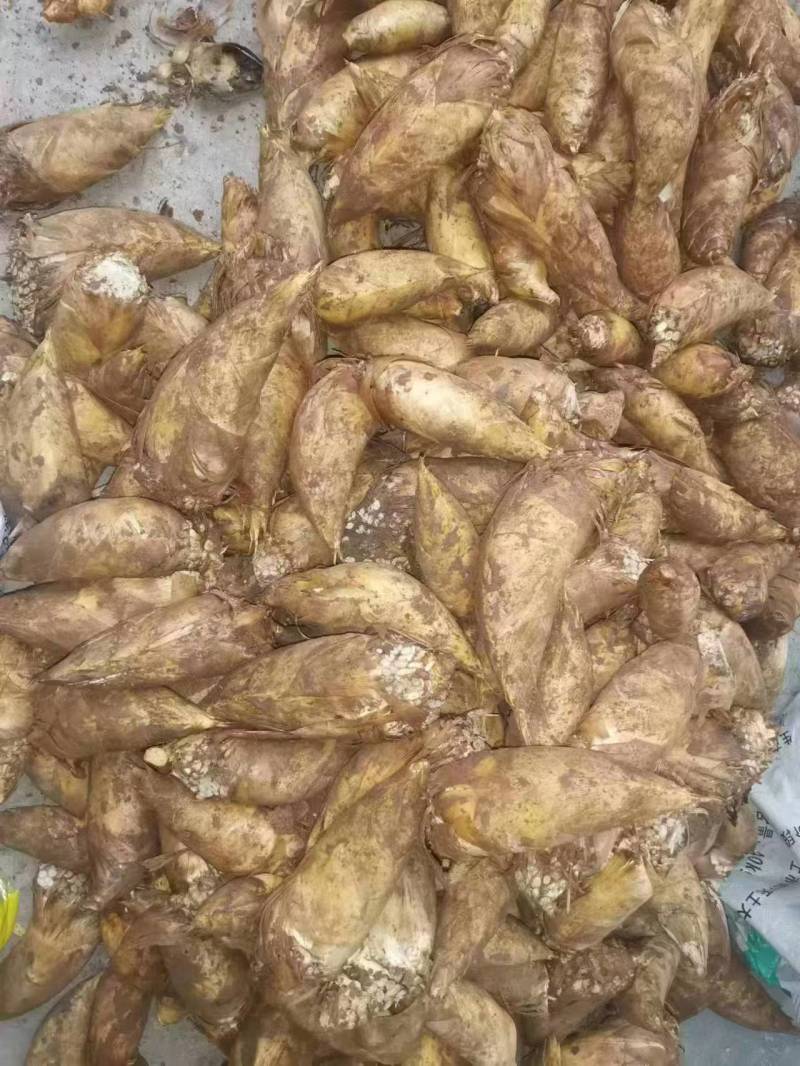 冬笋基地供应量大质优一手货源支持视频看货欢迎咨询