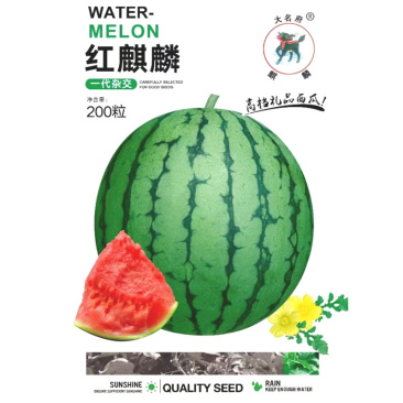 红麒麟礼品西瓜种子早熟大红酥脆瓤果皮较硬抗裂