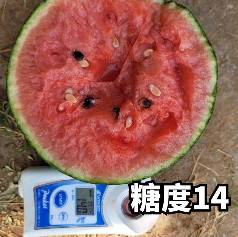 红麒麟礼品西瓜种子早熟大红酥脆瓤果皮较硬抗裂