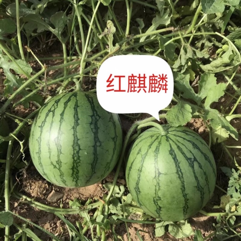 红麒麟礼品西瓜种子早熟大红酥脆瓤果皮较硬抗裂