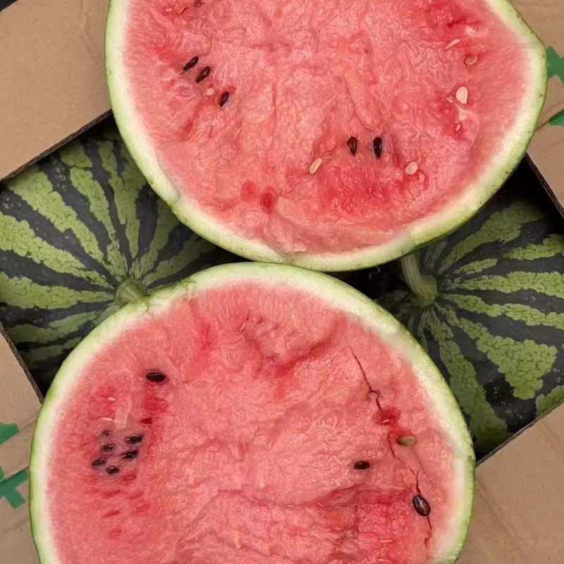红麒麟礼品西瓜种子早熟大红酥脆瓤果皮较硬抗裂