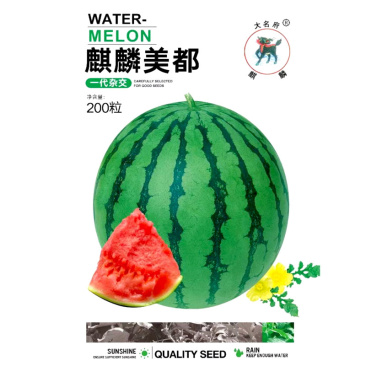 麒麟美都西瓜种子中早熟麒麟瓜抗病皮薄坚韧口感甜脆