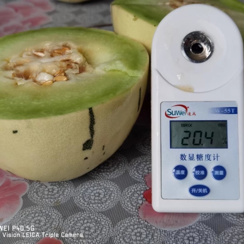绿肉流星甜瓜种子碧玉8号白皮绿肉绿星斑玉姑甜瓜种子