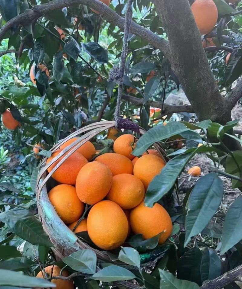 纽荷尔脐橙湖北脐橙大量供应对接全国市场电商商超