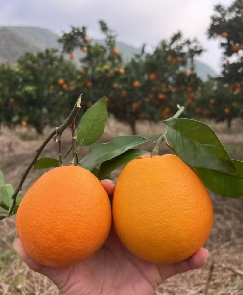 纽荷尔脐橙湖北脐橙大量供应对接全国市场电商商超