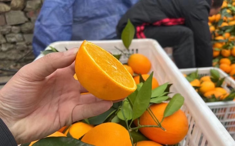 纽荷尔脐橙湖北脐橙大量供应对接全国市场电商商超