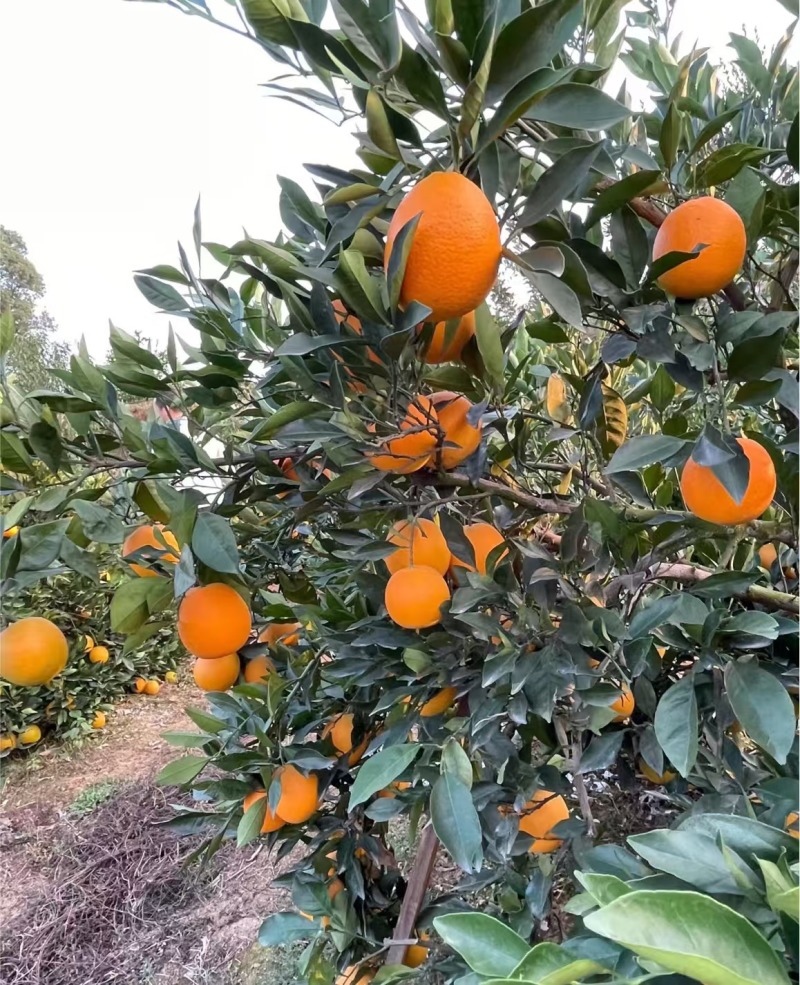 纽荷尔脐橙湖北脐橙大量供应对接全国市场电商商超