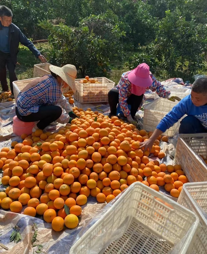 纽荷尔脐橙湖北脐橙大量供应对接全国市场电商商超
