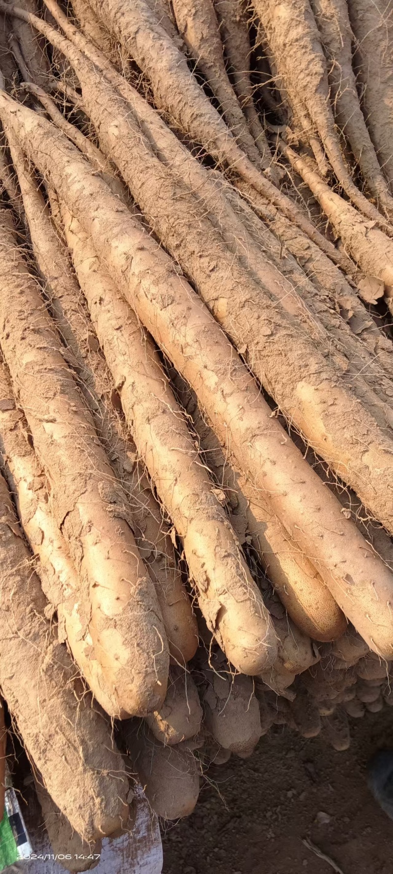 双棒山药-