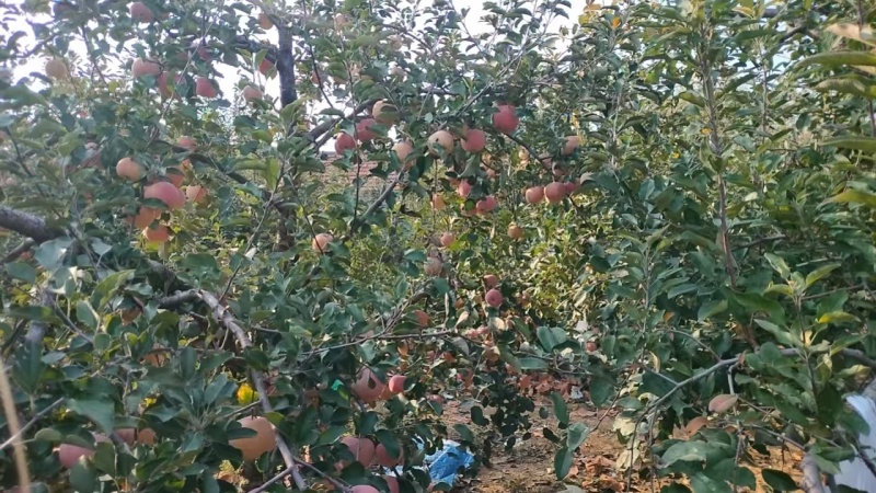 苹果产地【可协助找车】红富士苹果可发往全国市场！