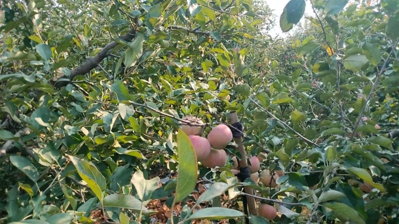 苹果产地【可协助找车】红富士苹果可发往全国市场！