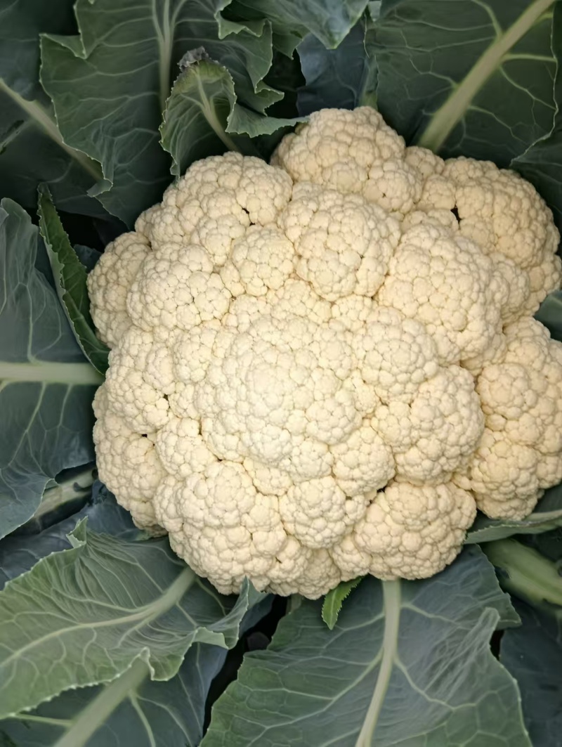 湖北省天门市有机花菜松花菜上市基地直销需要老板欢迎采购