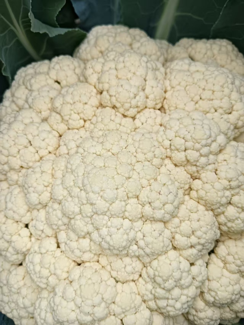 湖北省天门市有机花菜松花菜上市基地直销需要老板欢迎采购