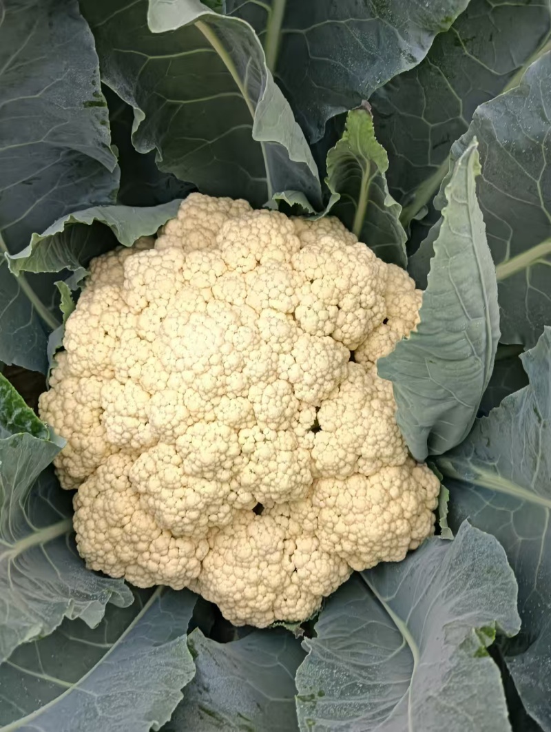 湖北省天门市有机花菜松花菜上市基地直销需要老板欢迎采购