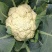 湖北省天门市有机花菜松花菜上市基地直销需要老板欢迎采购