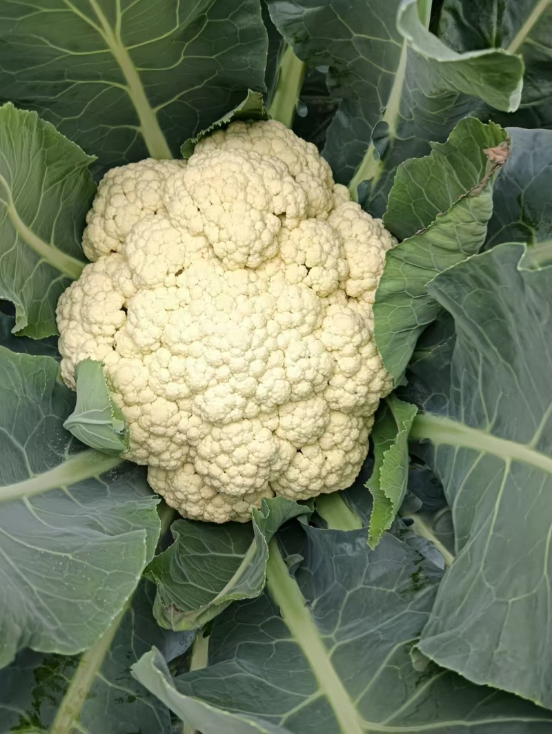湖北省天门市有机花菜松花菜上市基地直销需要老板欢迎采购