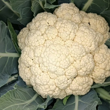 湖北省天门市有机花菜松花菜上市基地直销需要老板欢迎采购