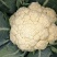 湖北省天门市有机花菜松花菜上市基地直销需要老板欢迎采购