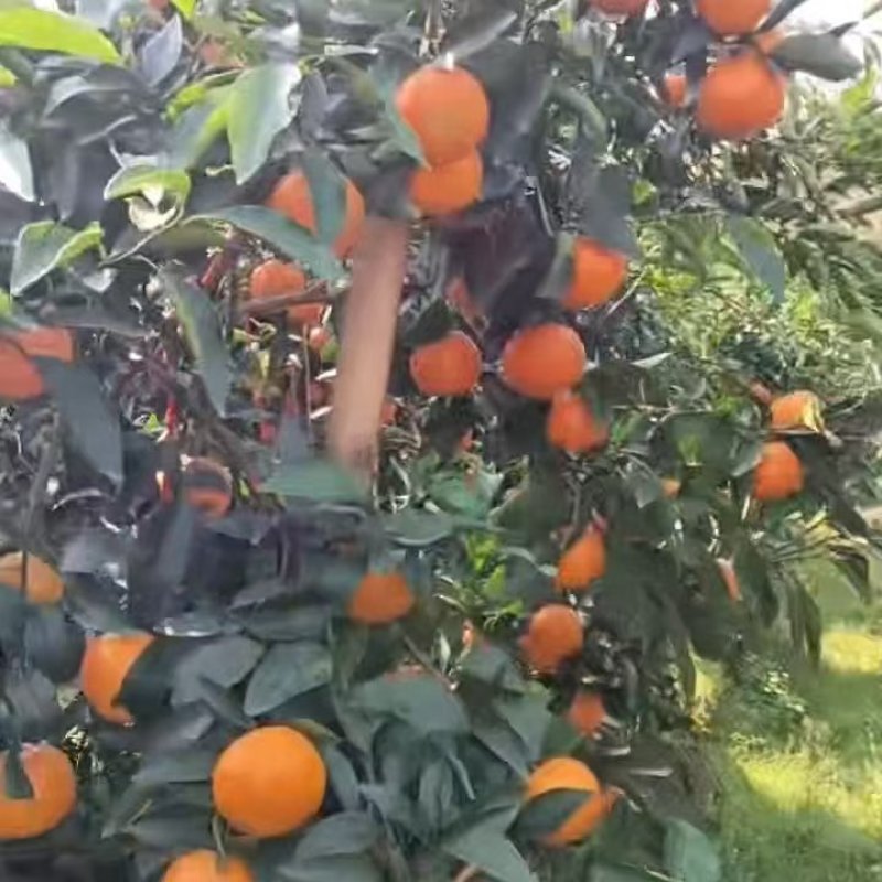 桂林乐平县精品沃柑，大量新鲜现货，欢迎各位老板选购