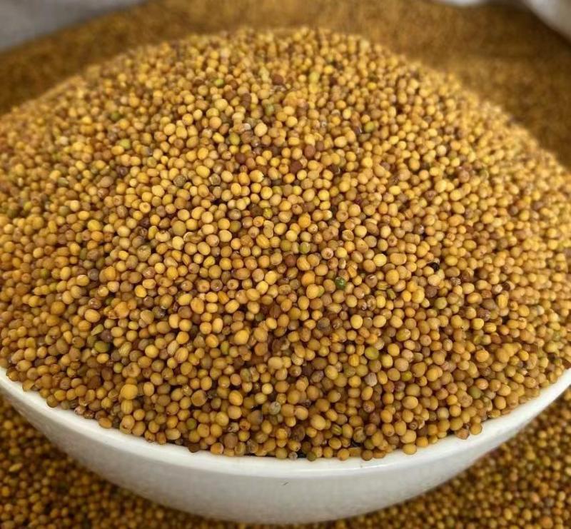 黄芥子颗粒干净产品实拍质量保证