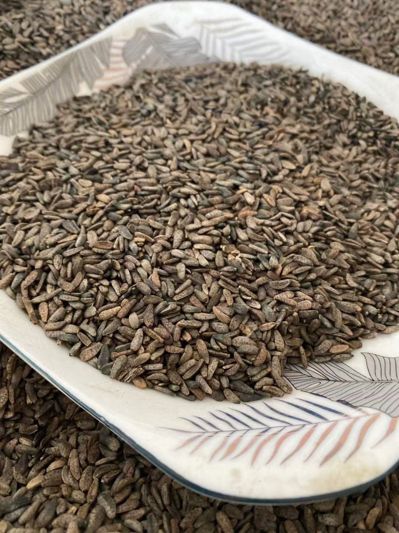 牛蒡子牛子干货质量保证