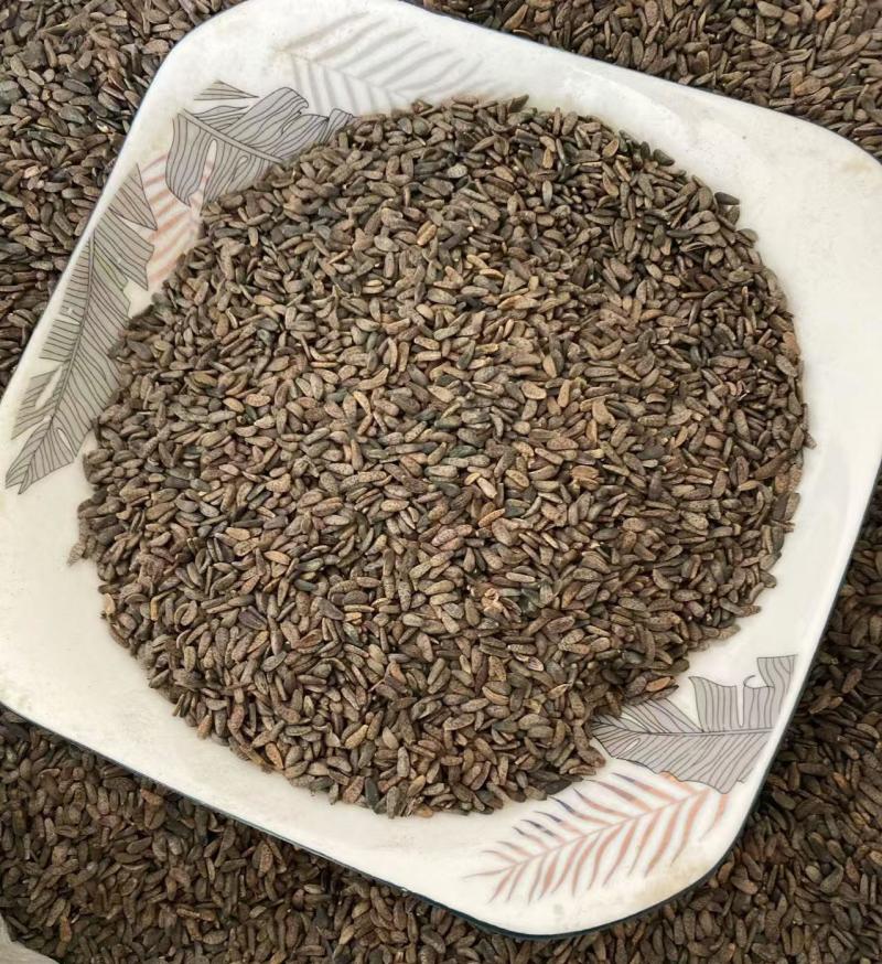 牛蒡子牛子干货质量保证