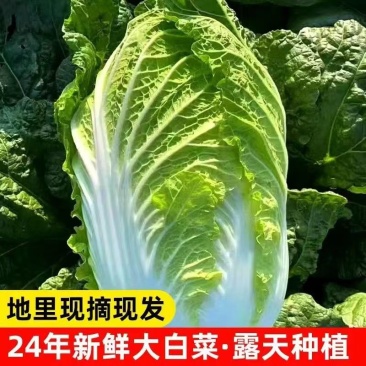 黄心白菜基地供应量大质优支持视频看货一手货源