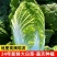 黄心白菜基地供应量大质优支持视频看货一手货源