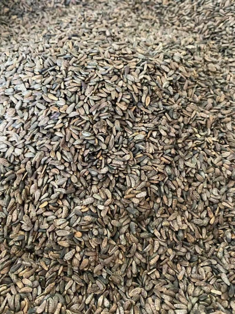 牛蒡子牛子干货质量保证
