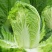 黄心白菜基地供应量大质优支持视频看货一手货源