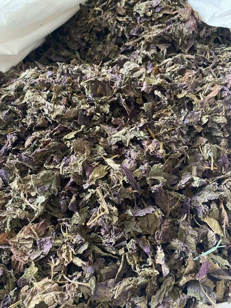 紫苏叶带杆干货产品实拍