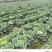 【优选包菜】湖南平包菜-扁包菜产地直发-价格优惠