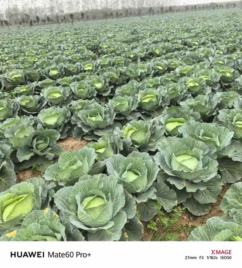 【优选包菜】湖南平包菜-扁包菜产地直发-价格优惠