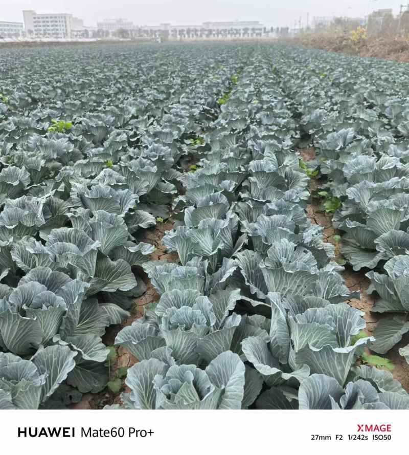 【优选包菜】湖南平包菜-扁包菜产地直发-价格优惠