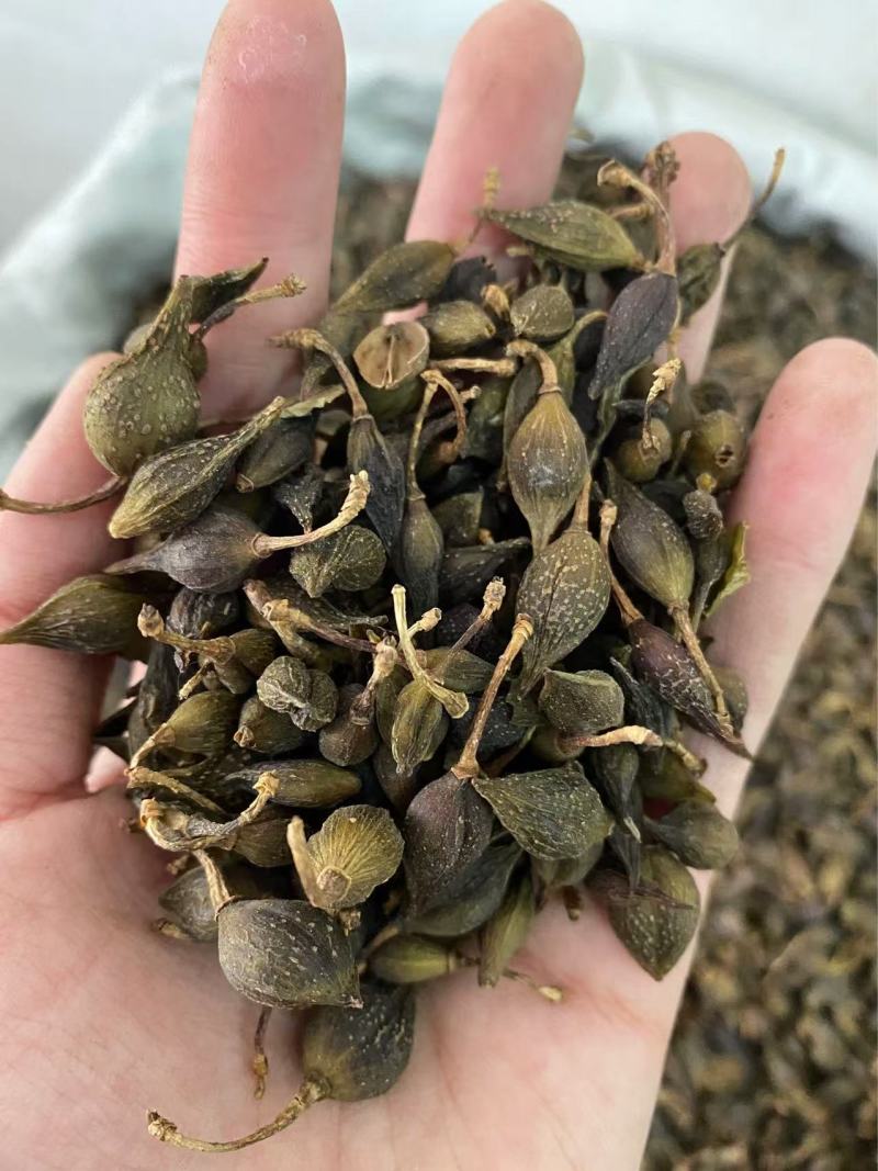 连翘干货产品实拍质量保证