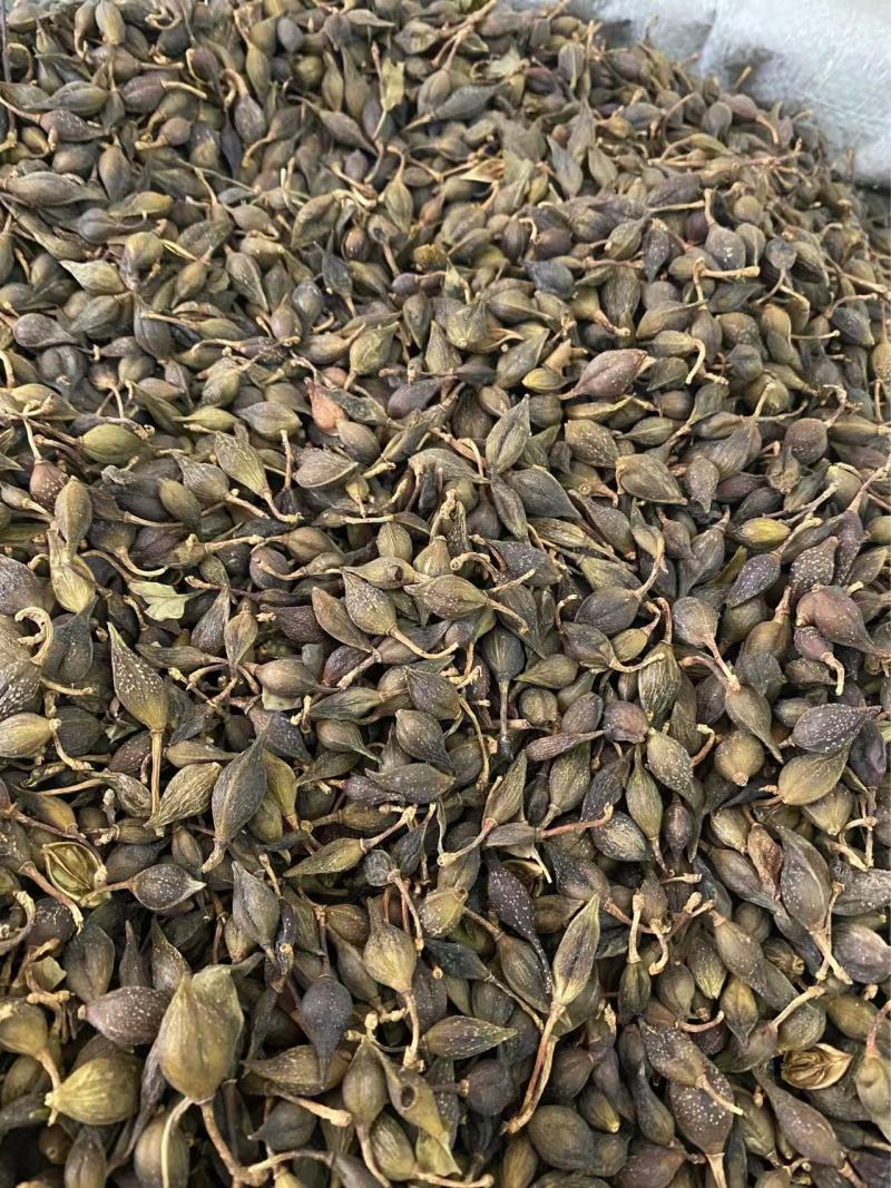 连翘干货产品实拍质量保证