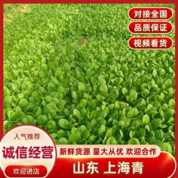 山东临沂郯城精品上海青大量有货供应，质量很好价格低