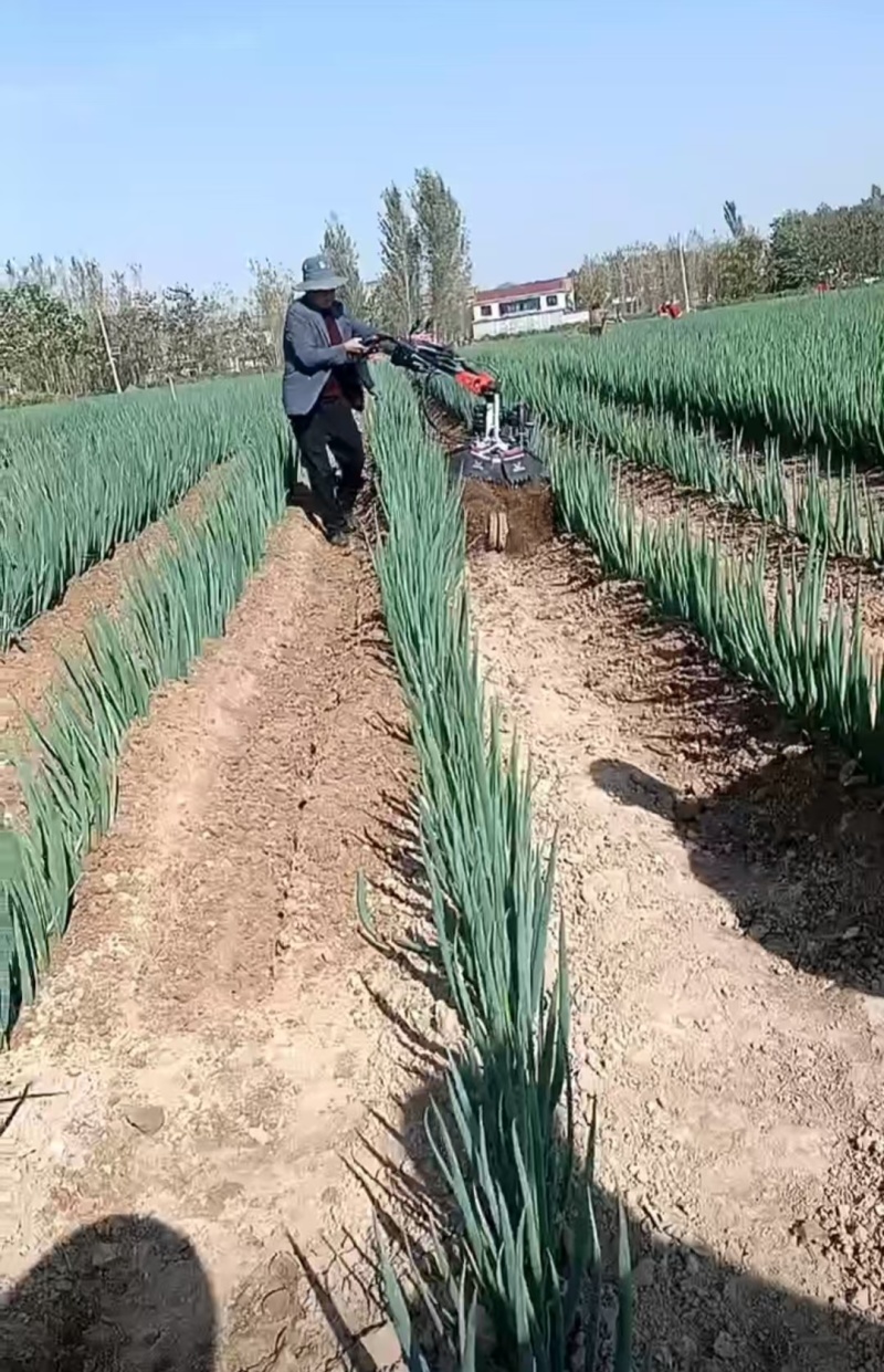 长白大葱大量有货自己种植的保障品质