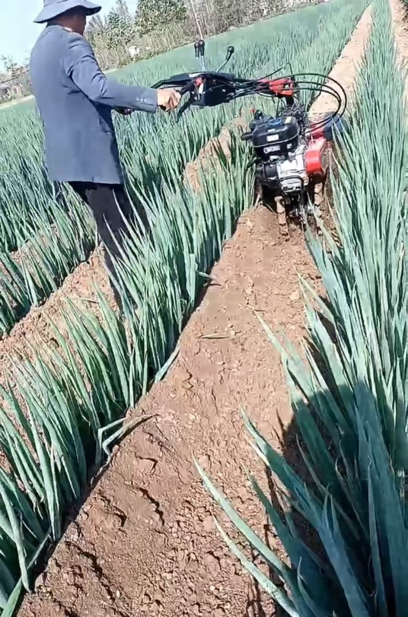 长白大葱大量有货自己种植的保障品质