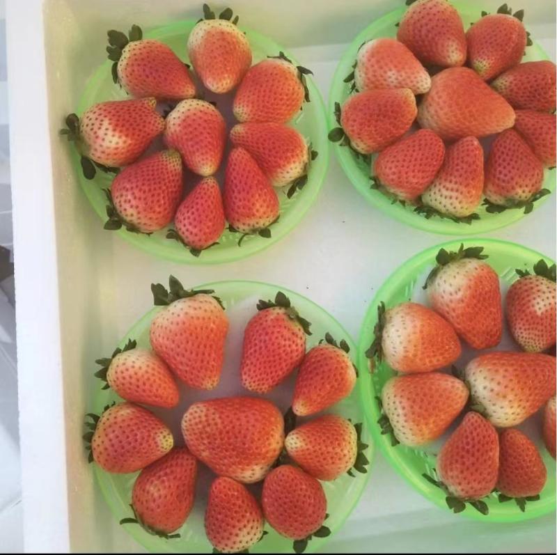 【推荐】奶油草莓，大量上市一手货源价优可视频看货