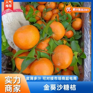 【砂糖橘】广西金葵砂糖橘产地直发，一手货源，可视频看货