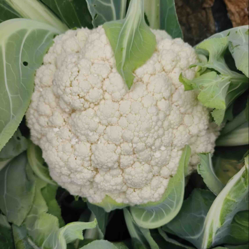 山东花菜有机花菜小米粒松花菜商超对接产地直发